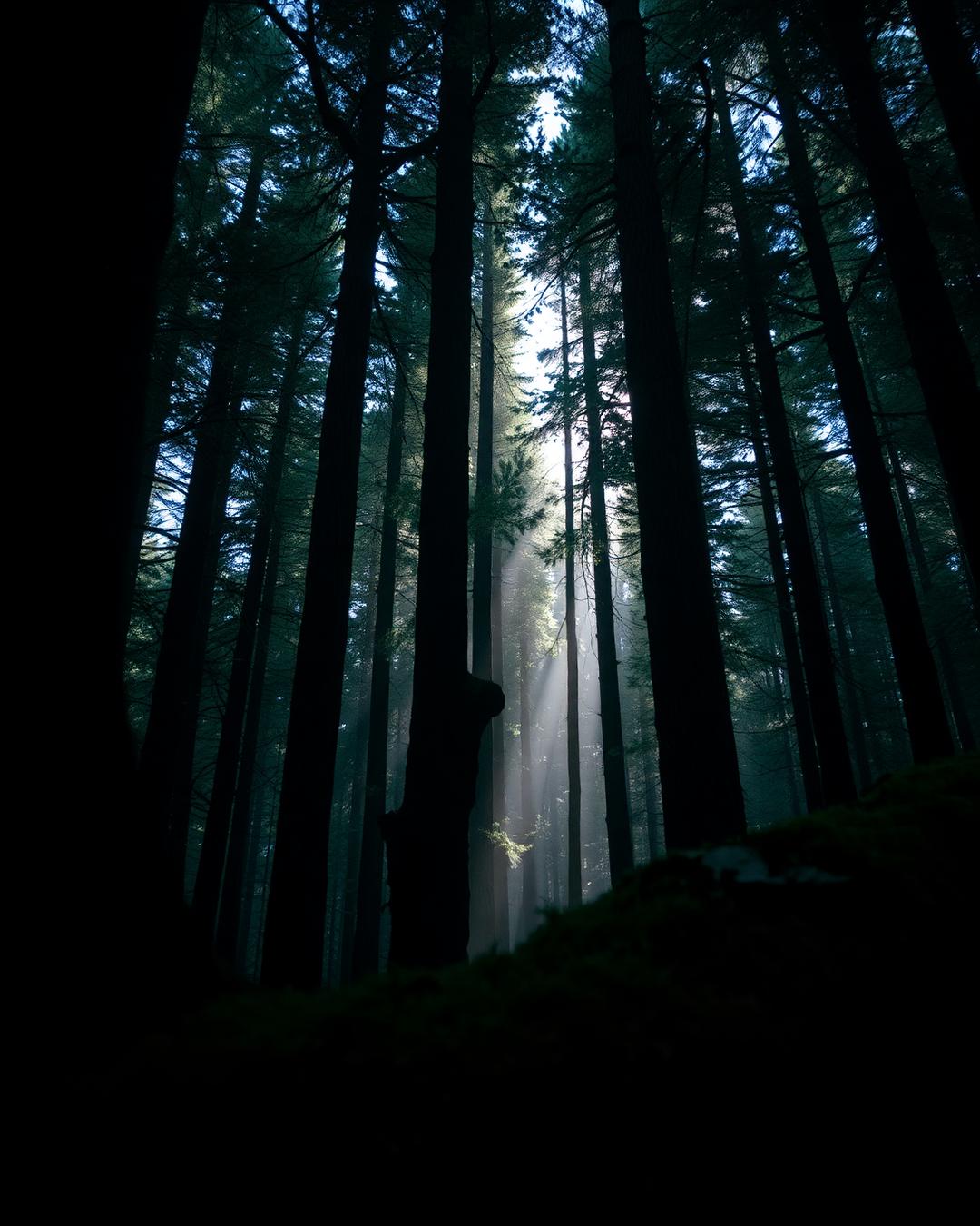 Foresta antica con luce filtrata dalla chioma